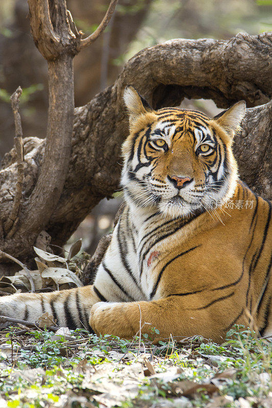 ranthambore国家公园里的孟加拉虎(Panthera tigris tigris)